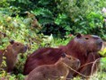 /album/galeria-de-fotos/capivara-jpg/